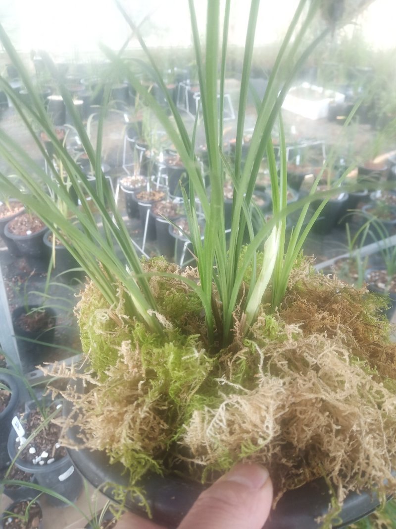 莲瓣兰雪素