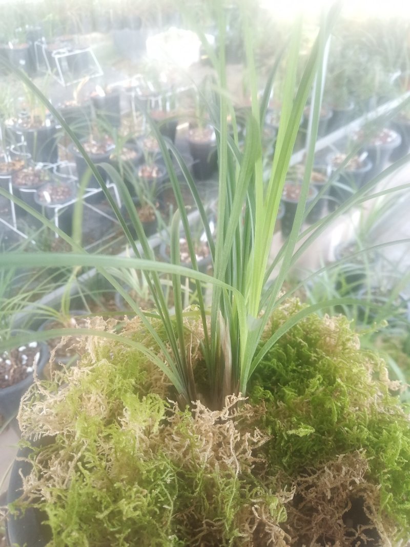 莲瓣兰雪素