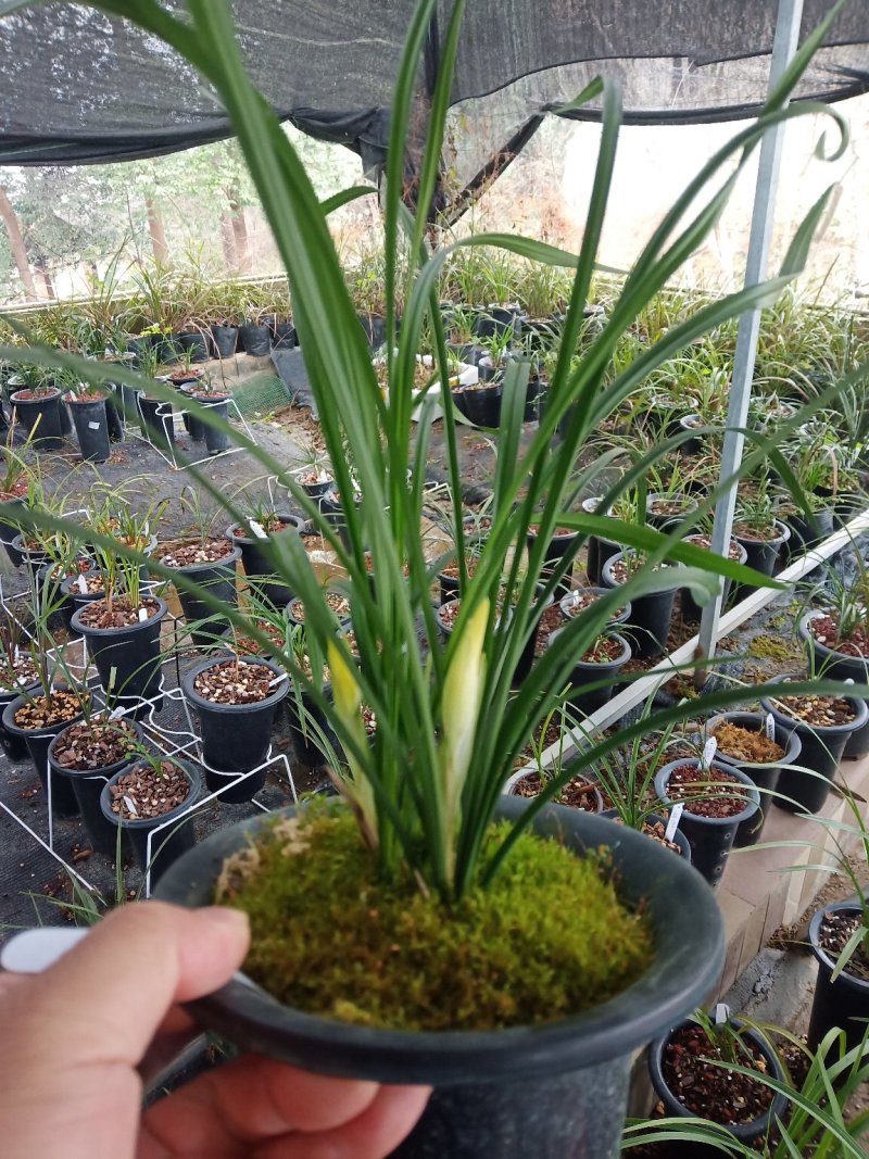 莲瓣兰雪素