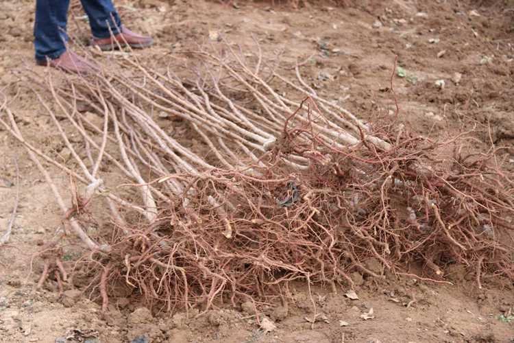 图片说明:李子树干出现明显的树脂状胶质流出,是典型的流胶病表现 李子树干流胶现象