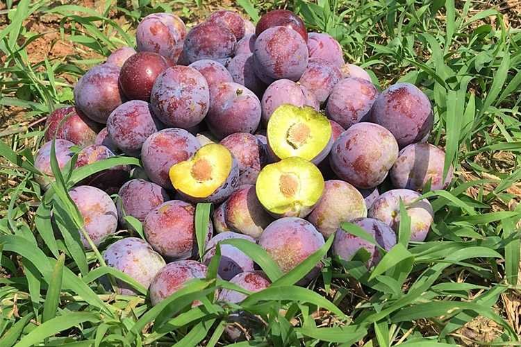 李子营养成分分析图表