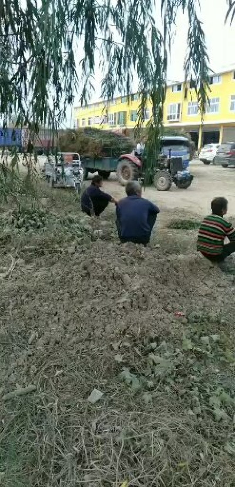 狮子头和大红袍花椒苗批发基地批发0.5以上。精品通货原圃