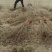 狮子头和大红袍花椒苗批发基地批发0.5以上。精品通货原圃