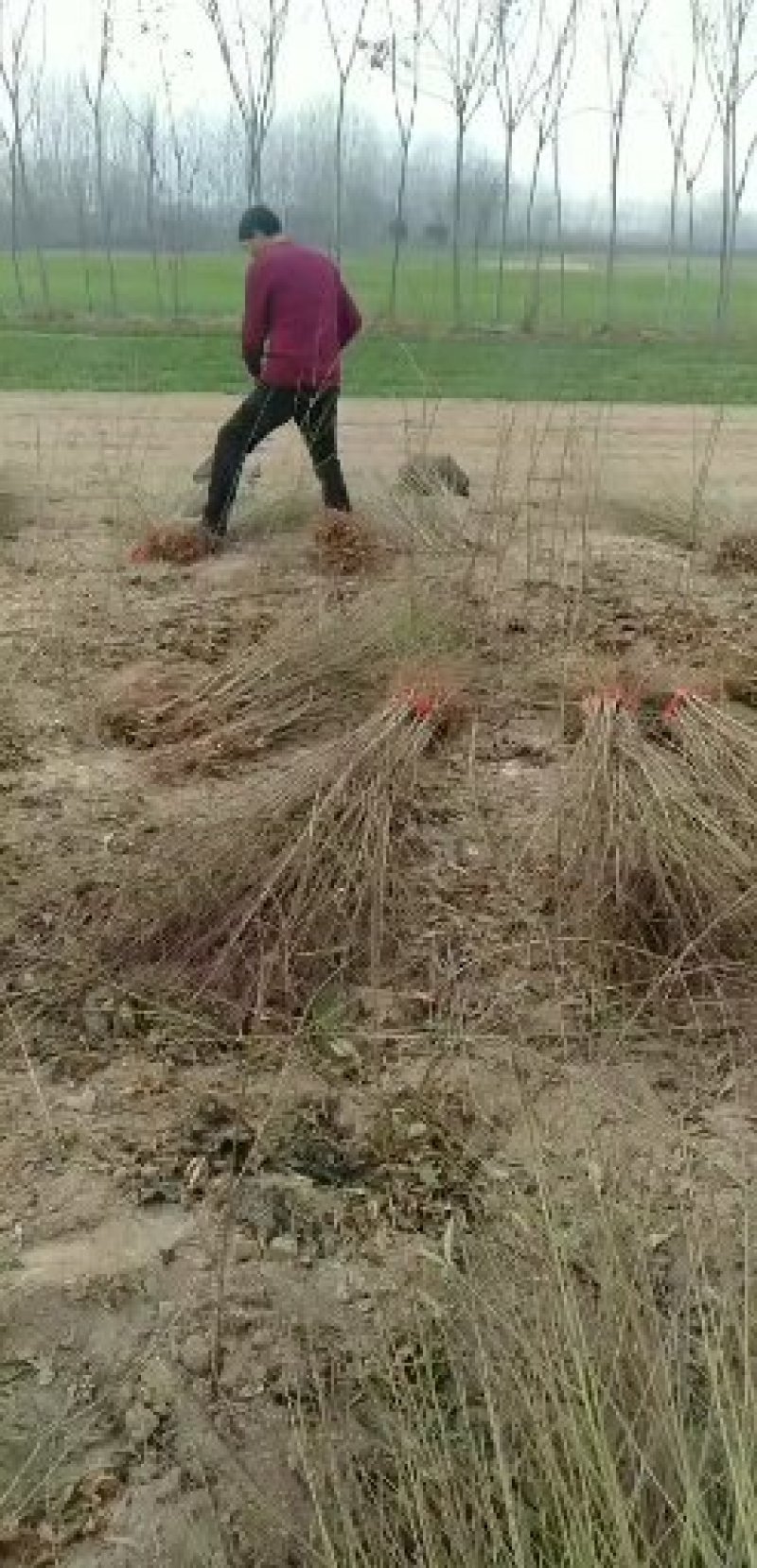 狮子头和大红袍花椒苗批发基地批发0.5以上。精品通货原圃