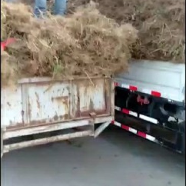 狮子头和大红袍花椒苗批发基地批发0.5以上。精品通货原圃