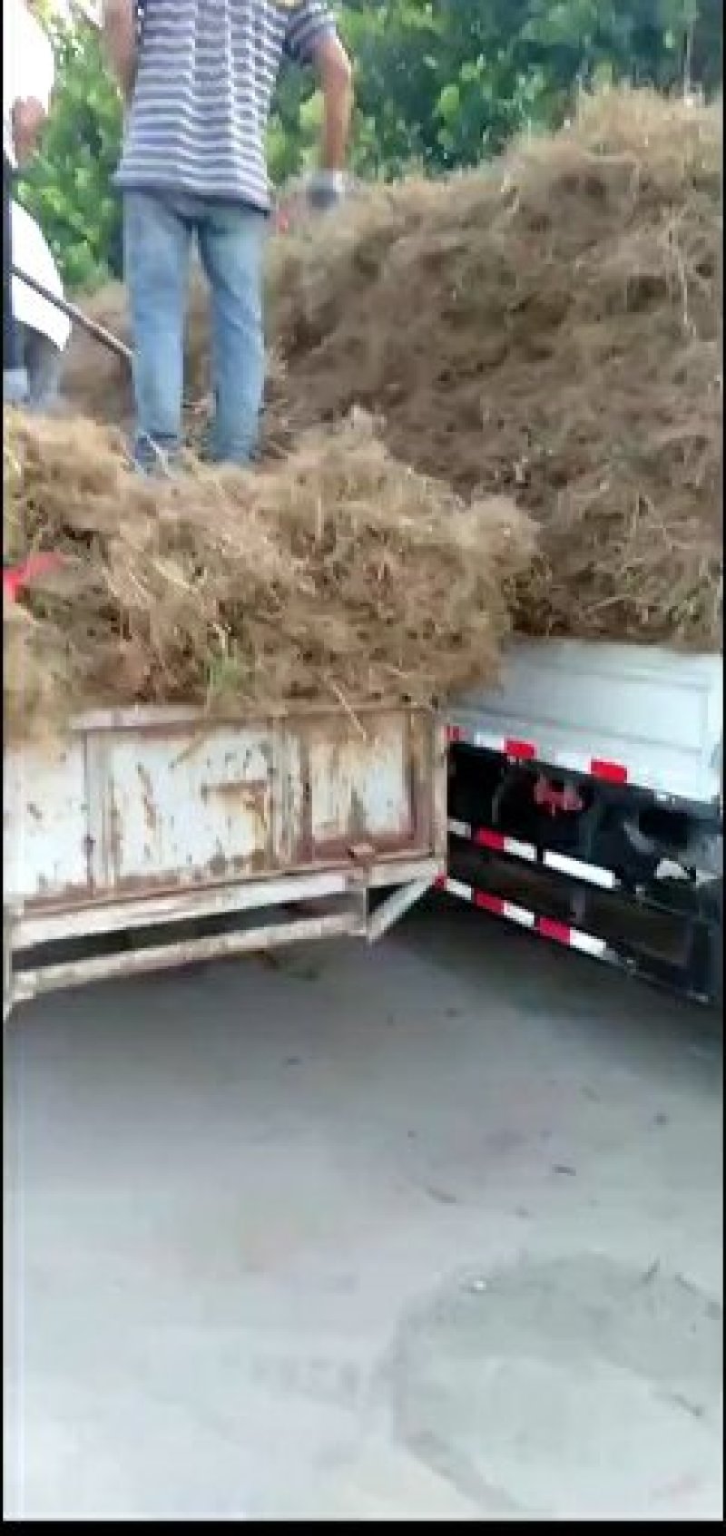 狮子头和大红袍花椒苗批发基地批发0.5以上。精品通货原圃