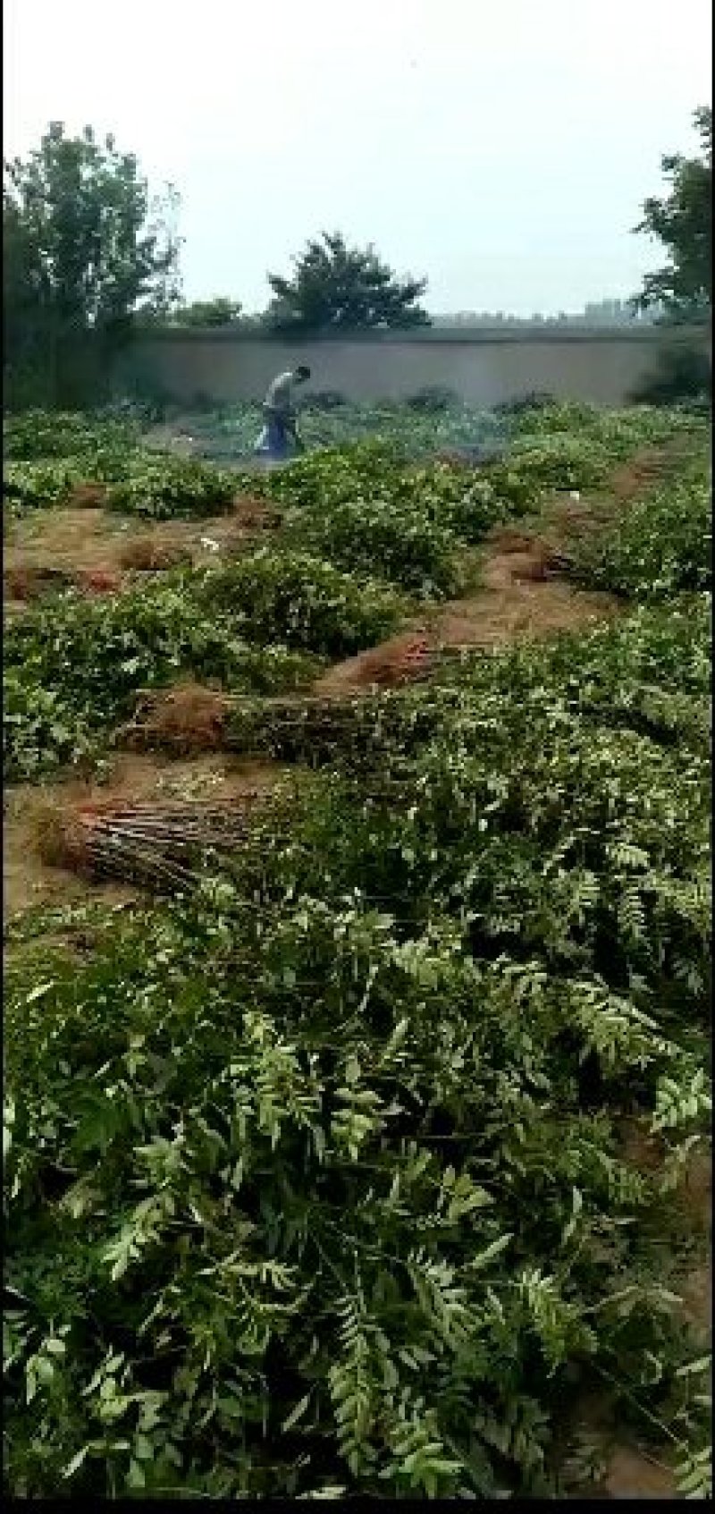 狮子头和大红袍花椒苗批发基地批发0.5以上。精品通货原圃