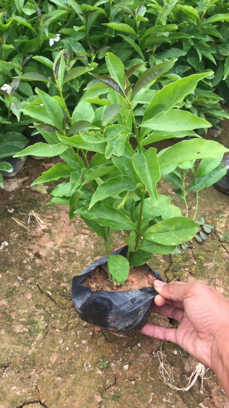 双色茉莉，鸳鸯茉莉，四川茉莉基地出售，成都茉莉批发价格