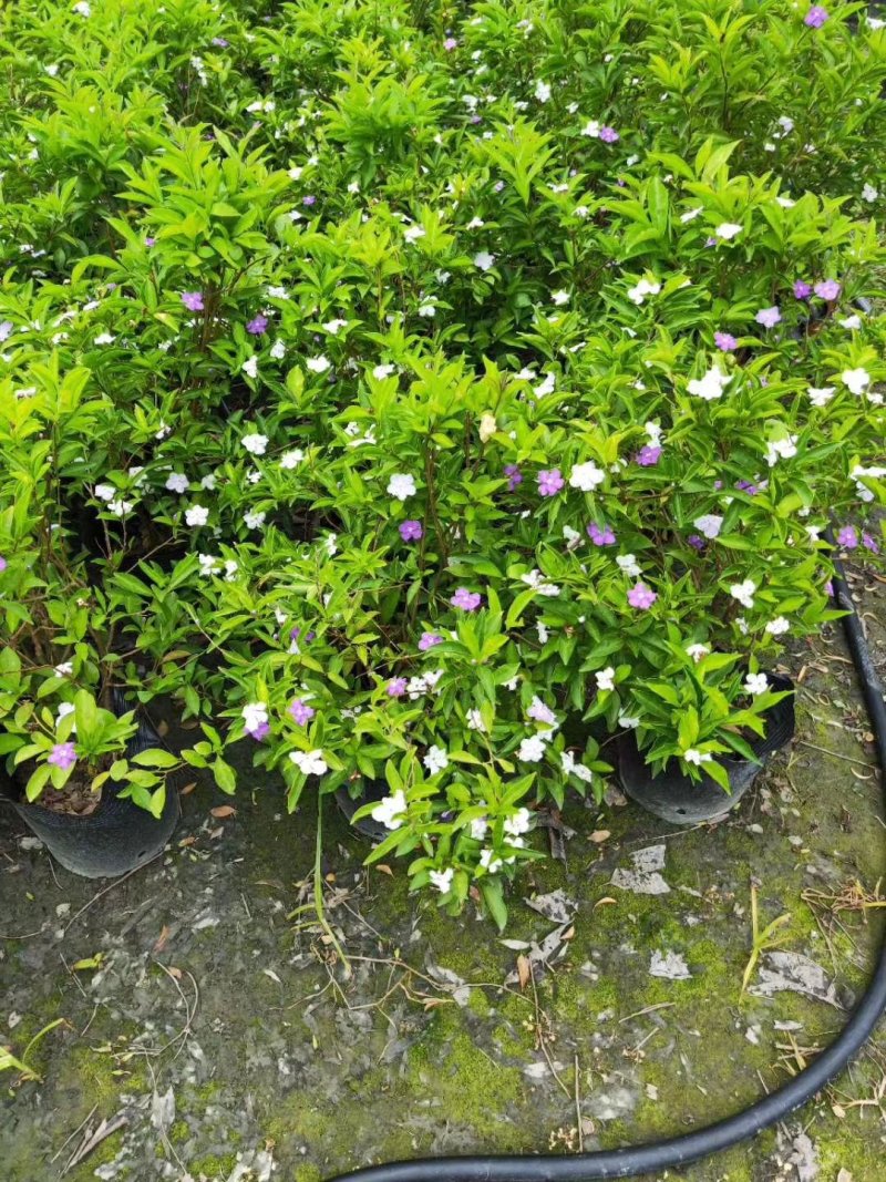 双色茉莉，鸳鸯茉莉，四川茉莉基地出售，成都茉莉批发价格