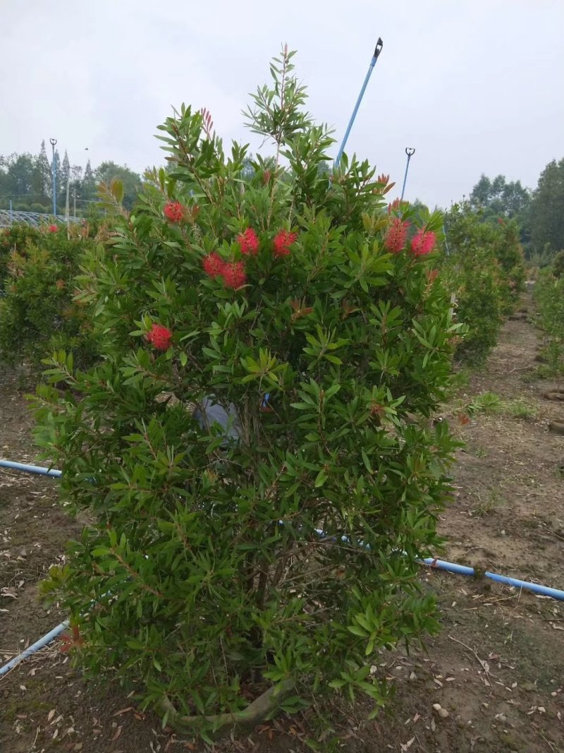 红千层，金宝树，四川红千层基地出售，成都红千层批发价格