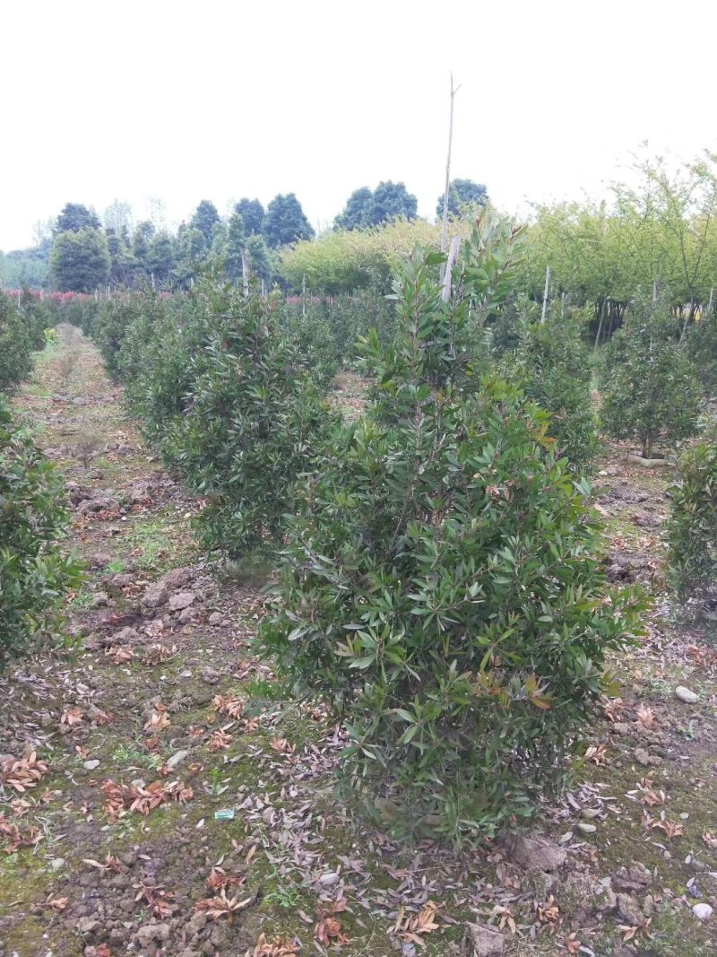 红千层，金宝树，四川红千层基地出售，成都红千层批发价格