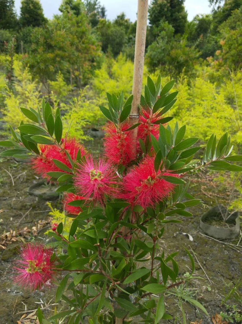 红千层，金宝树，四川红千层基地出售，成都红千层批发价格