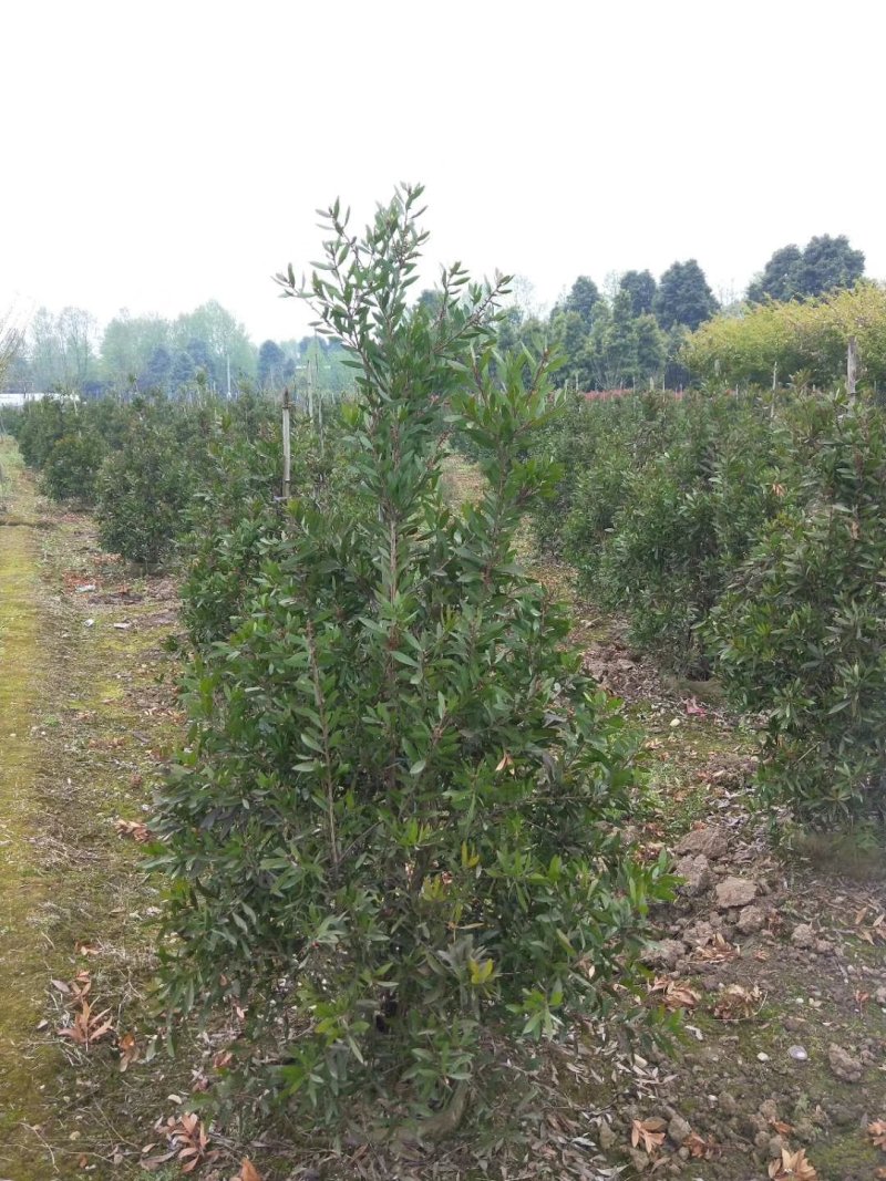 红千层，金宝树，四川红千层基地出售，成都红千层批发价格