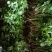 永成苗业西芹苗15~20cm