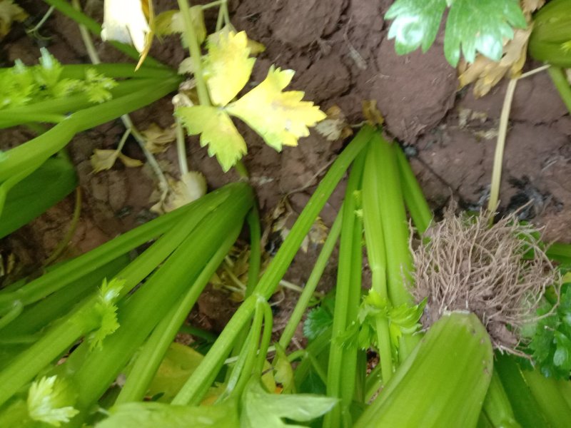 永成农场，芹菜苗基地！