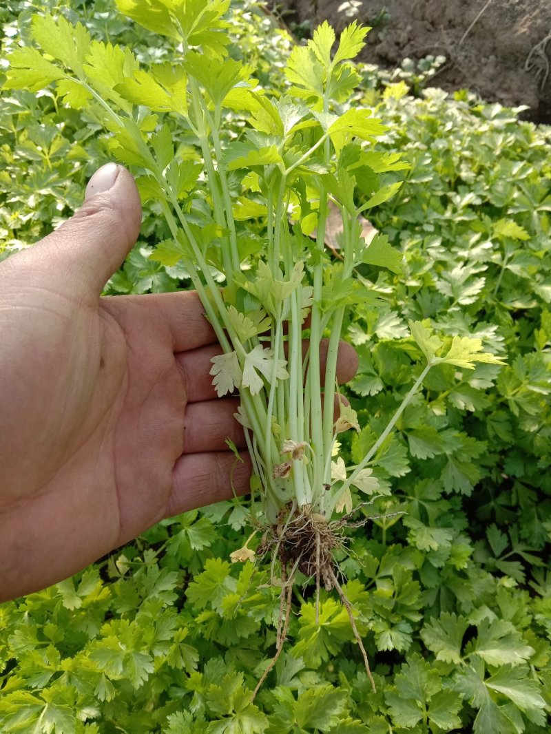 永成农场，芹菜苗基地！