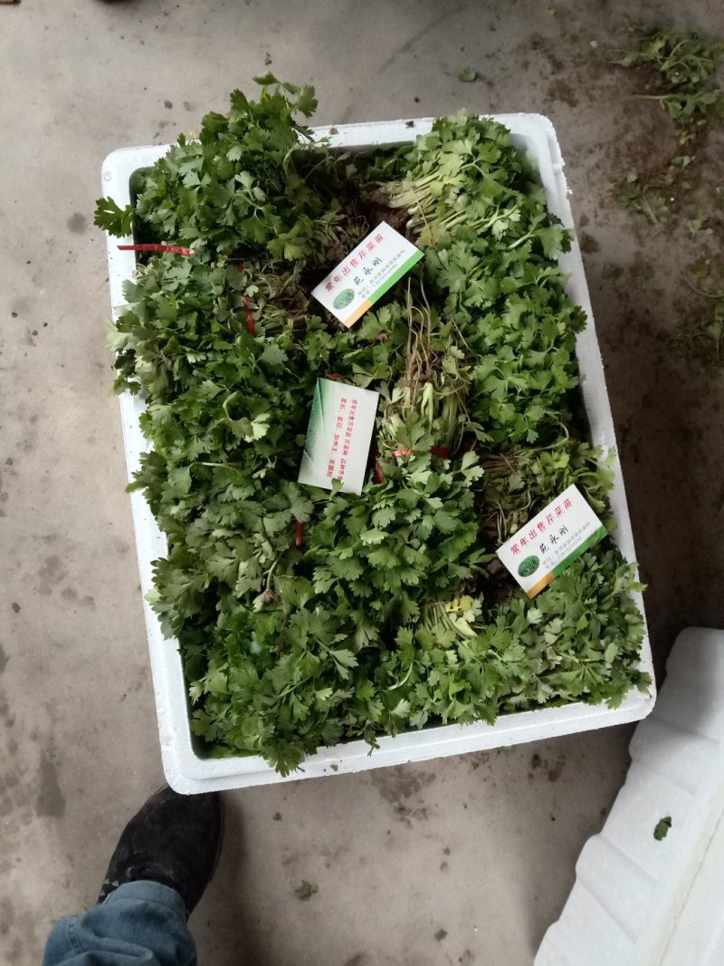永成农场，芹菜苗基地！