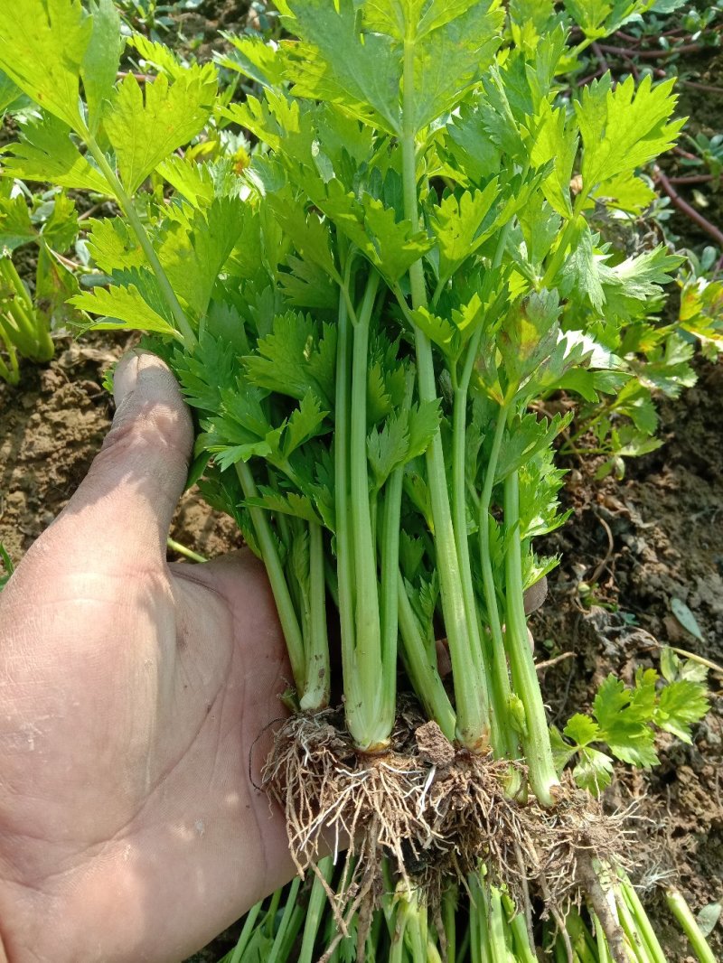永成农场，芹菜苗基地！