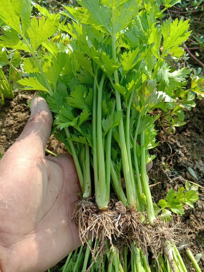 永成农场，芹菜苗基地！