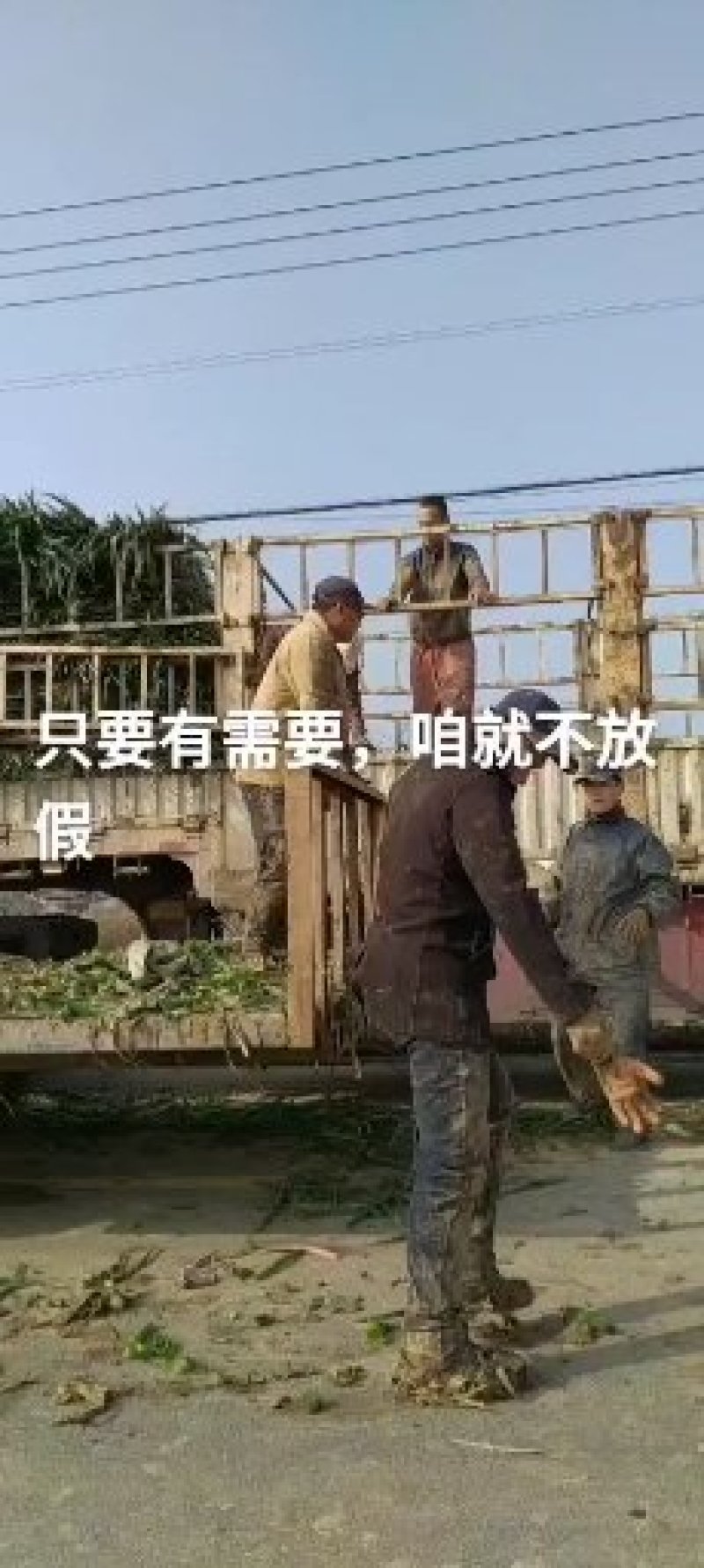 苏州青，上海青，大量上市，产地直销