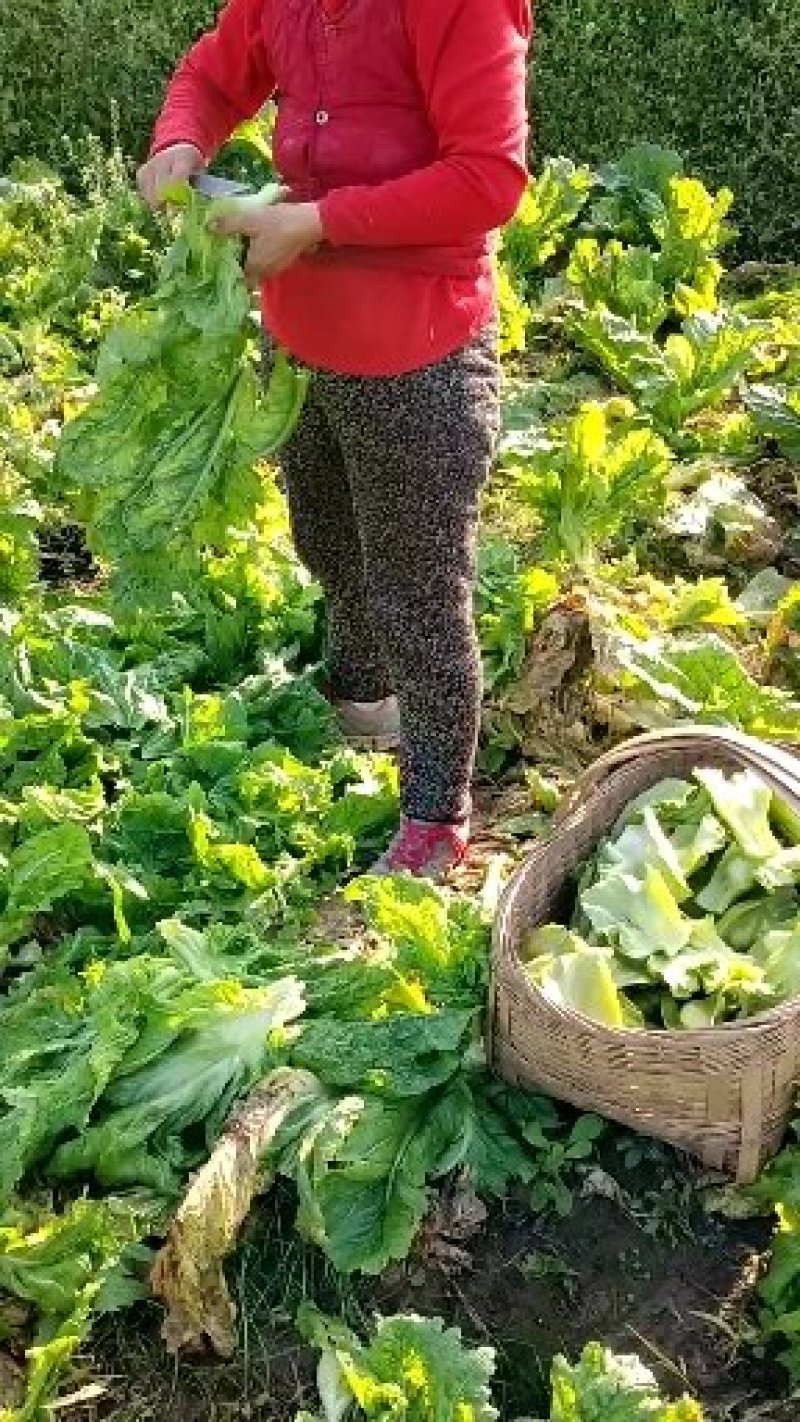 青菜泡青菜有需要的老板可以联系哟！