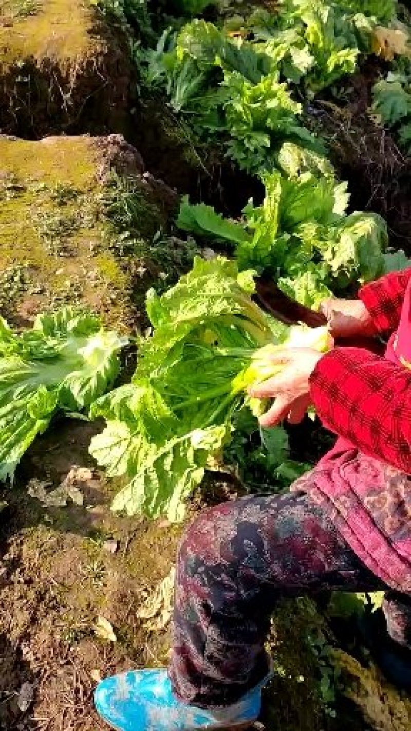 青菜泡青菜有需要的老板可以联系哟！