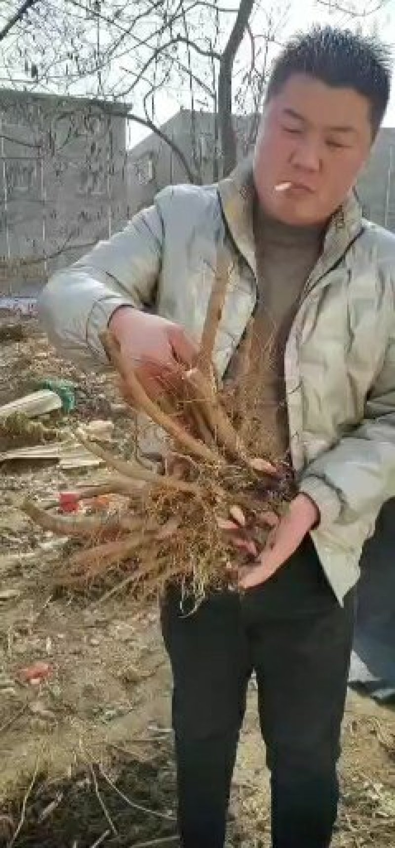 白芍芽白芍芽白芍芽子芍药芽子签订回收合同