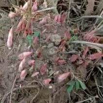 白芍芽白芍芽白芍芽子芍药芽子签订回收合同