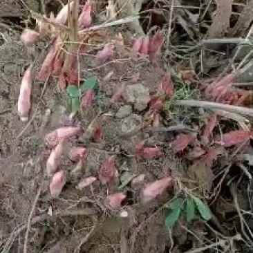 白芍芽白芍芽白芍芽子芍药芽子签订回收合同