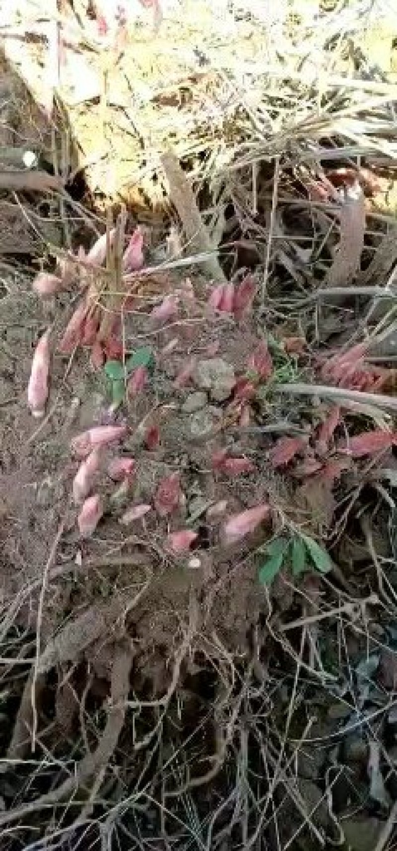 白芍芽白芍芽白芍芽子芍药芽子签订回收合同