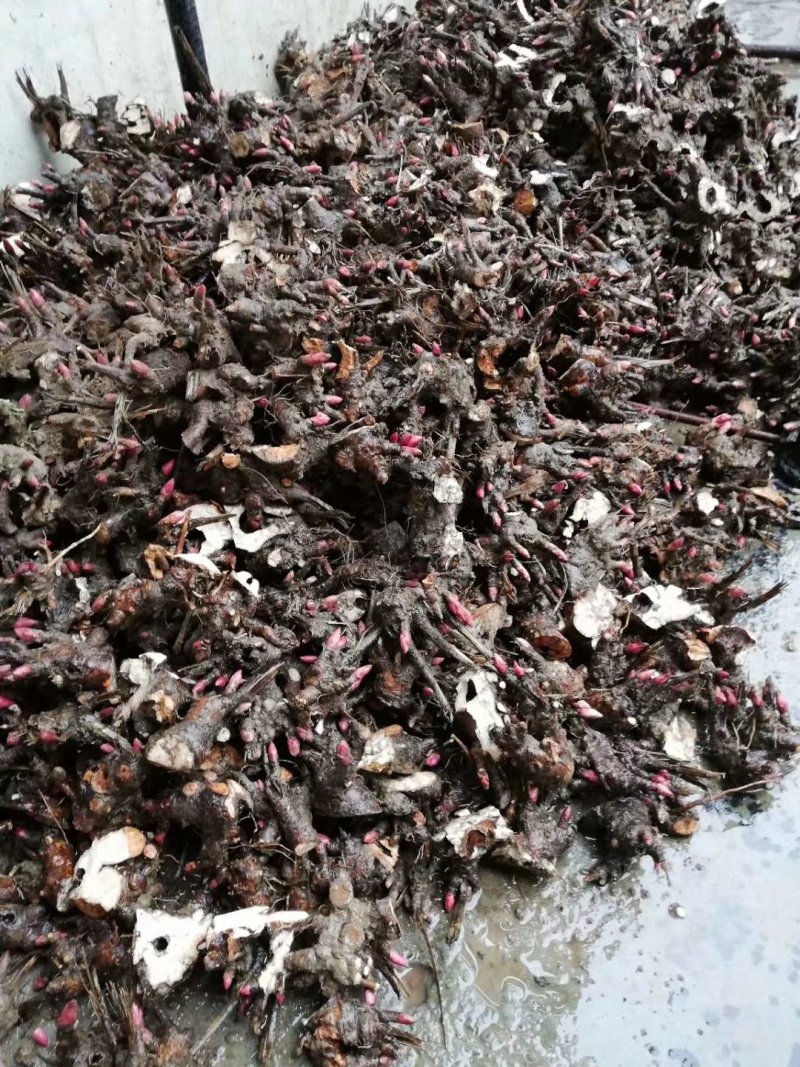 白芍芽白芍芽白芍芽子芍药芽子签订回收合同