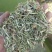 花生秧牛草供应
