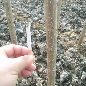 优质速生杨树苗107保证成活率高生长周期长