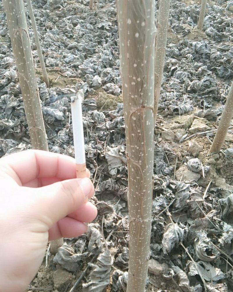 优质速生杨树苗107保证成活率高生长周期长