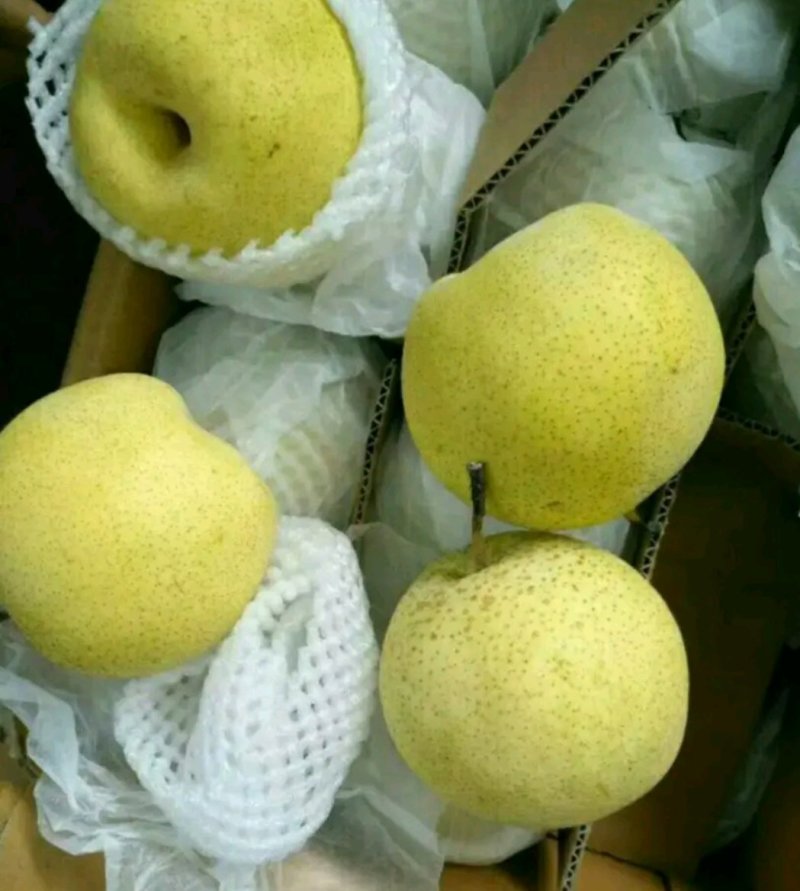 雪花梨每天大量各种【清库梨】每天有货现货，质量好，价格低