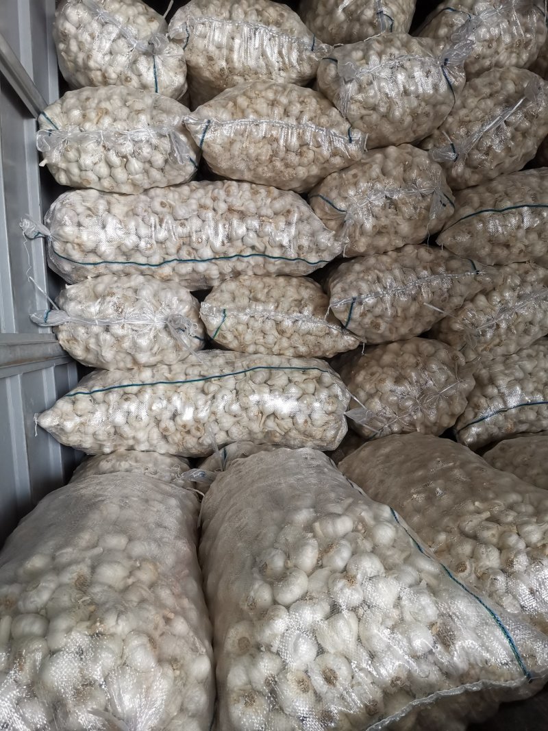 苍山四六瓣大蒜，印尼蒜，市场蒜。品质好价格优欢迎采购
