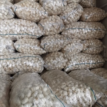 苍山四六瓣大蒜，印尼蒜，市场蒜。品质好价格优欢迎采购