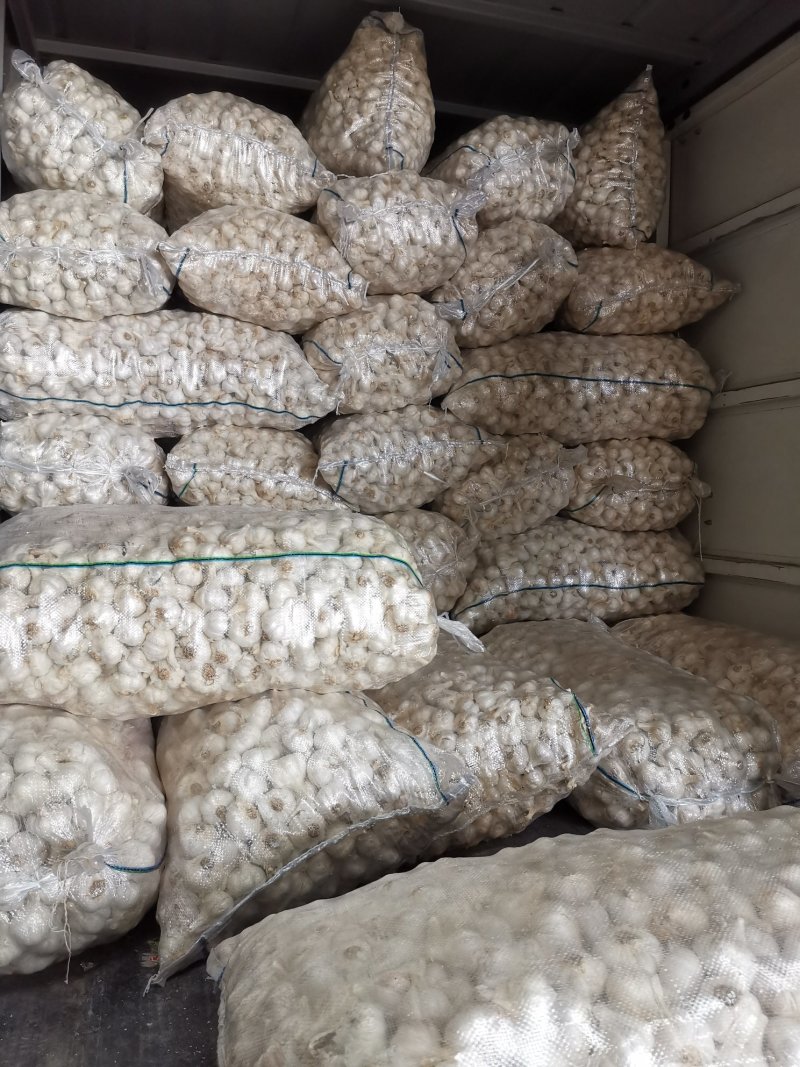 苍山四六瓣大蒜，印尼蒜，市场蒜。品质好价格优欢迎采购