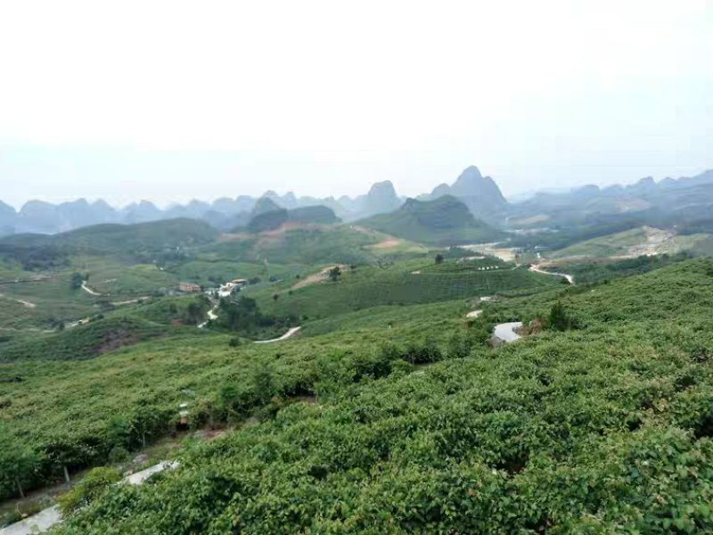 广西罗城山野葡萄泡酒佳品