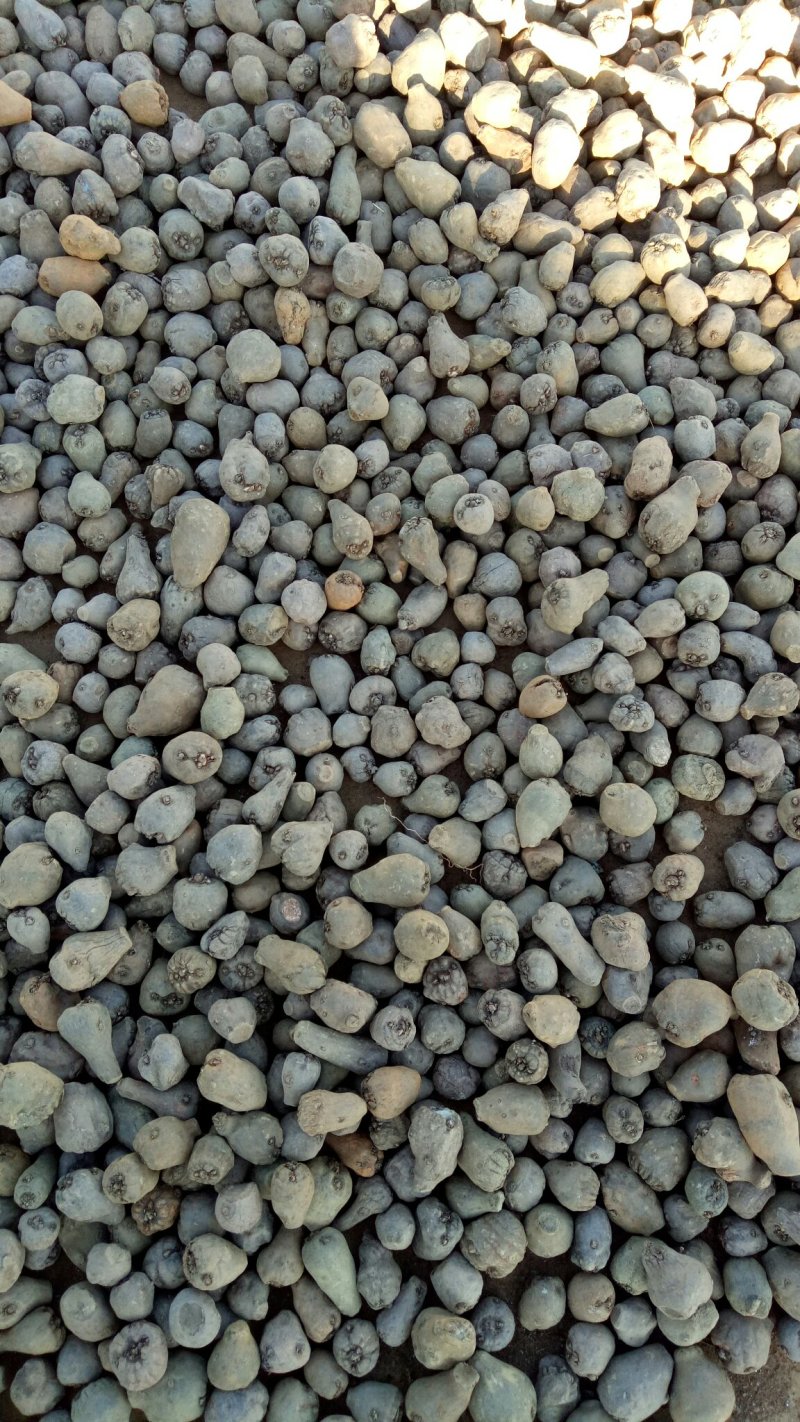 【魔芋种籽】云南魔芋种植基地，脱水消毒，出芽率高，易成活