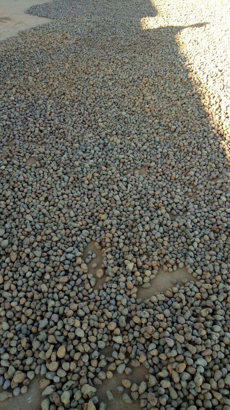 【魔芋种籽】云南魔芋种植基地，脱水消毒，出芽率高，易成活