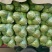 精品甘蓝批发包菜圆白菜货量巨大日供20万斤