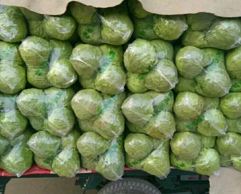 精品甘蓝批发包菜圆白菜货量巨大日供20万斤