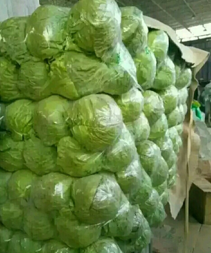 精品甘蓝批发包菜圆白菜货量巨大日供20万斤
