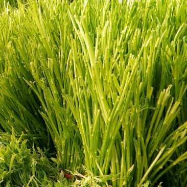 青蒿（净蒿）当天验货当天发货