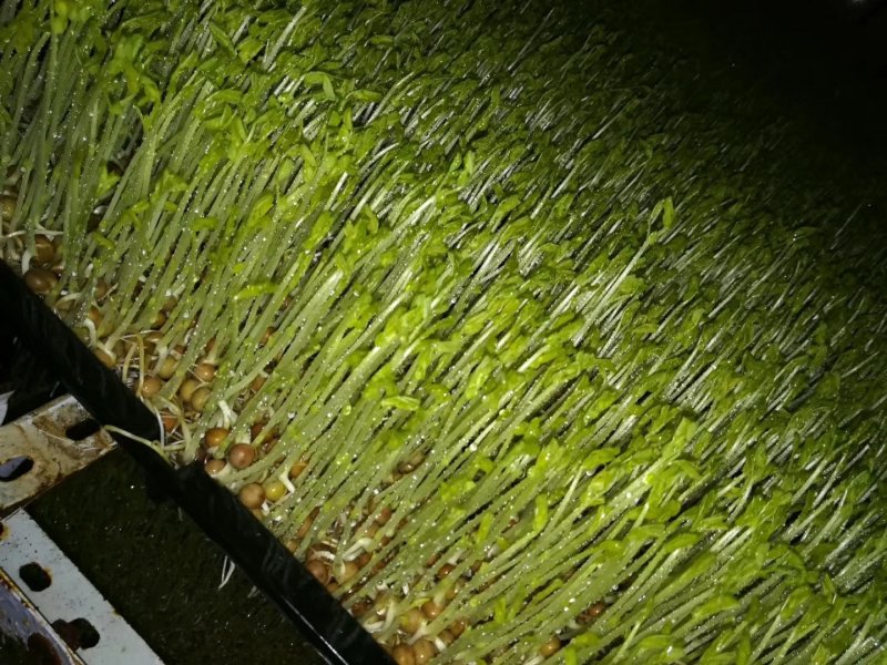 广西正宗新鲜纯手工豌豆芽豌豆苗