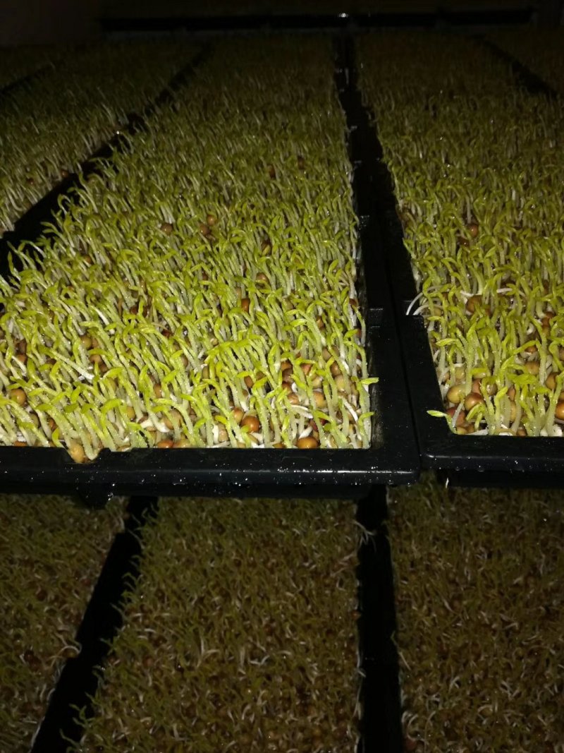 广西正宗新鲜纯手工豌豆芽豌豆苗
