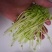 广西正宗新鲜纯手工豌豆芽豌豆苗