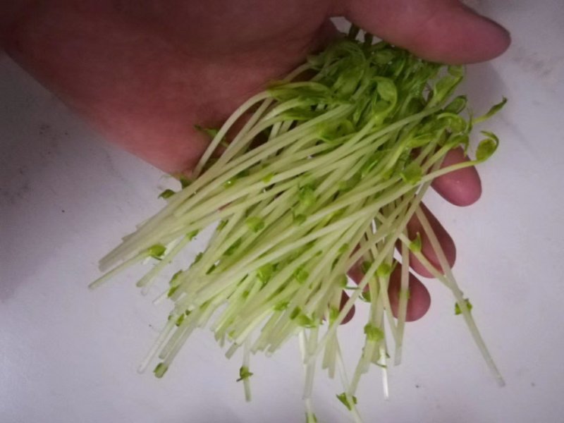 广西正宗新鲜纯手工豌豆芽豌豆苗