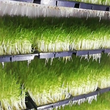 广西正宗新鲜纯手工豌豆芽豌豆苗